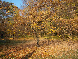 Parcul dendrologic Macea - Arad