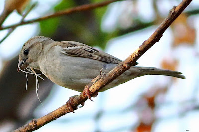 House Sparrow - nesting material