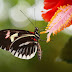 Free Download Black Beuty Butterfly Wallpapers