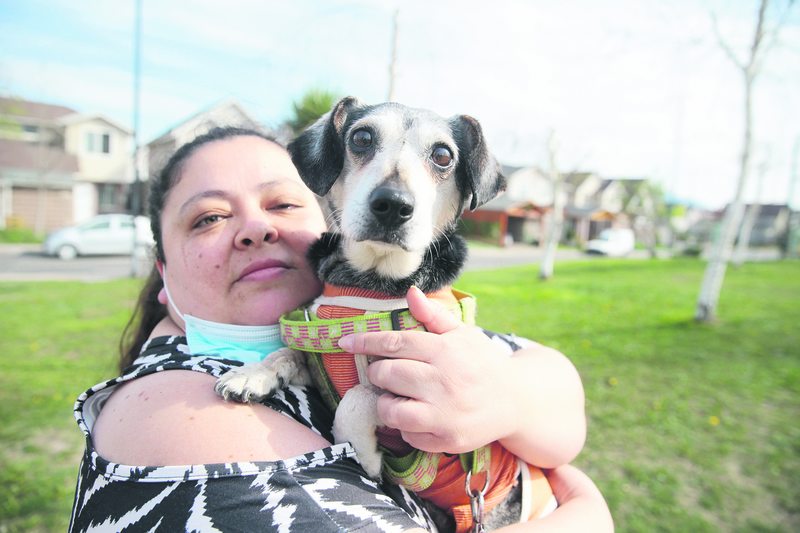 Jota, un perro de 11 años, sobrevivió  tras 20 días internado en la UCI