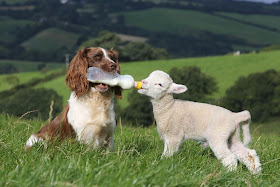 A sheepdog bottle-feeding baby lamb, Bottle-feeding
