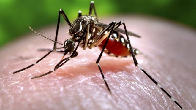 Nyamok Aedes dan Demam Denggi di Kampung Baru