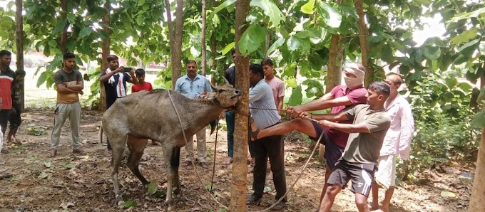घायल घड़रोज इलाज के बाद तोड़ा दम