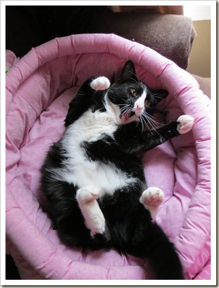 Funny-Tummy-Pepper-005