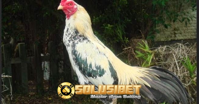 https://www.solusibet.com/sabung-ayam-online.htm