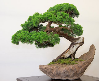 Bonsai