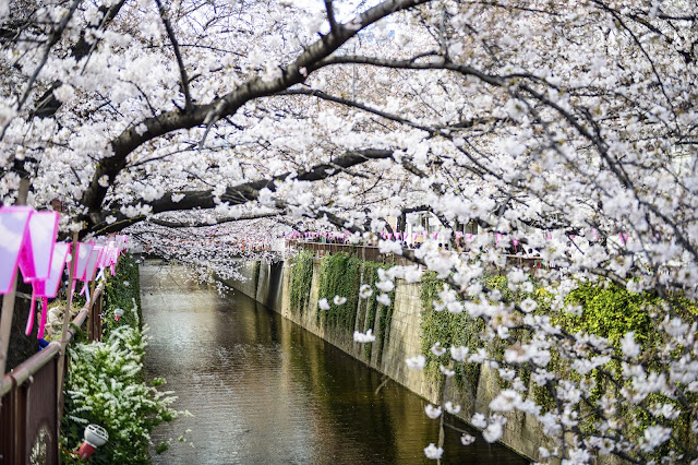 Cherry Blossoms at Ueno Park