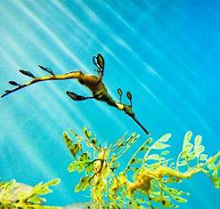 dragon de mar