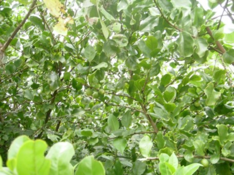 Daun Obat Paru Paru Basah Clerodendron inerme Daun Obat Paru Paru Basah Clerodendron inerme