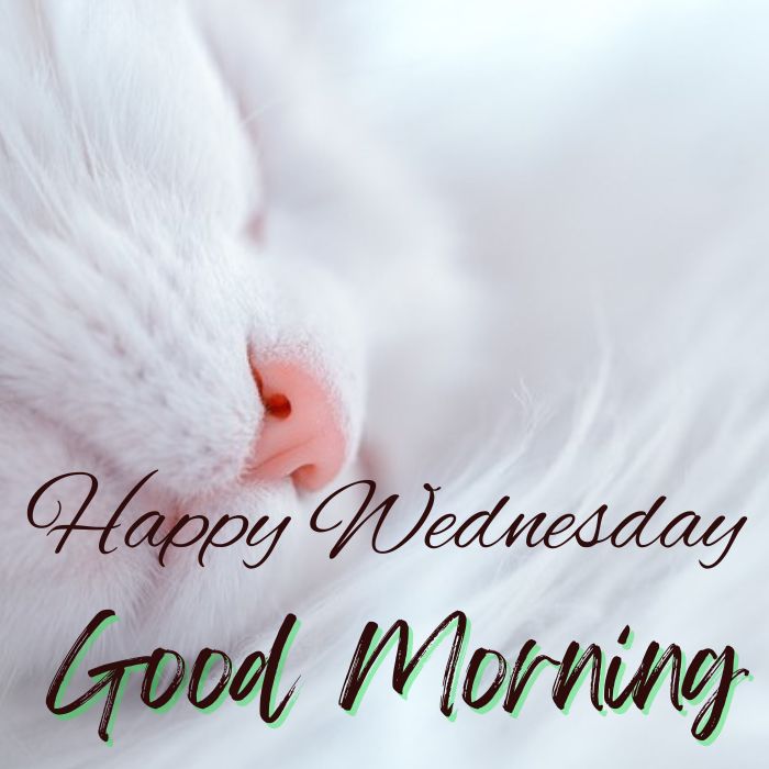 50 + Good Morning Happy Wednesday Wishes with HD Images