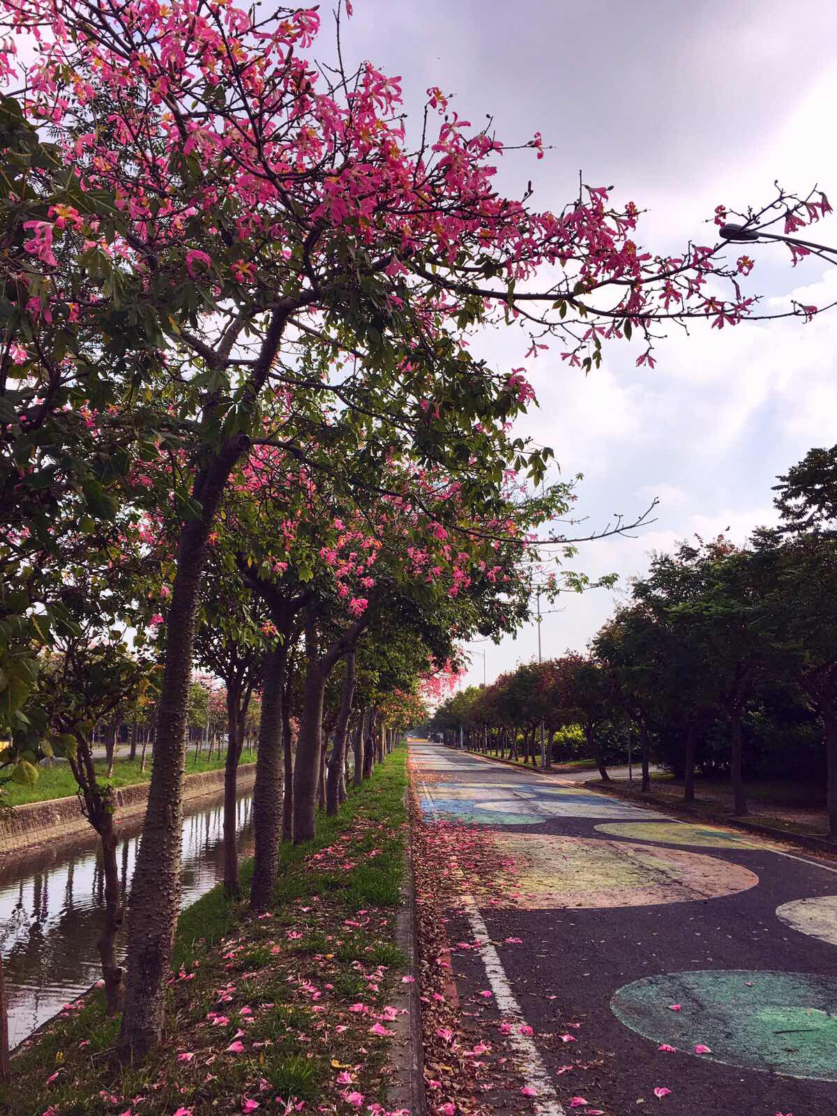 silk floss trees, nongbo park, yunlin, taiwan