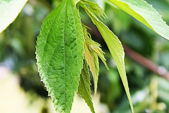 Foto Daun Hijau,  green leaves photo