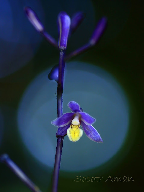 Lecanorchis japonica