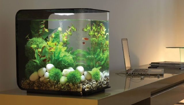  Aquarium  Cupang  Unik Berikut Gambarnya yang Cantik