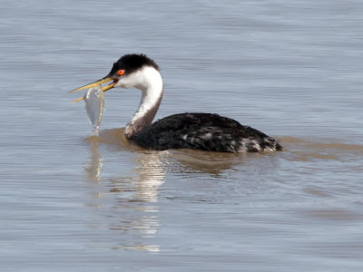 Western grebe