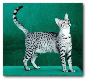 Egyptian Mau , the natural