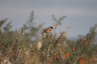 Male Stonechat