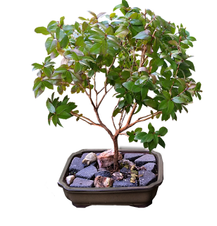 How to grow a bonsai tree