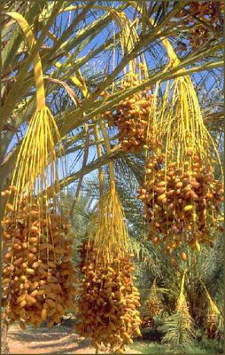 dalam kurma   Arab disebut Kurma bahasa yang belum dalam yang Pohon Nahlah, arab Kurma bahasa