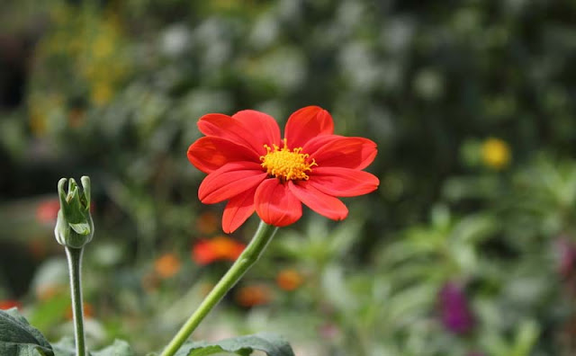 Mexican Sunflower Pictures