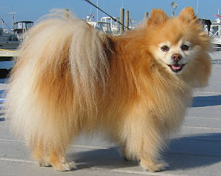 Cute Pomeranian Puppies Pictures