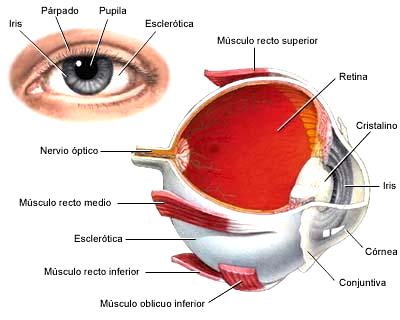 Ilustración de la Vista del hombre externa e interna indicando sus partes