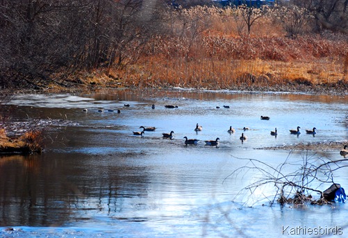 3. geese in cove-kab