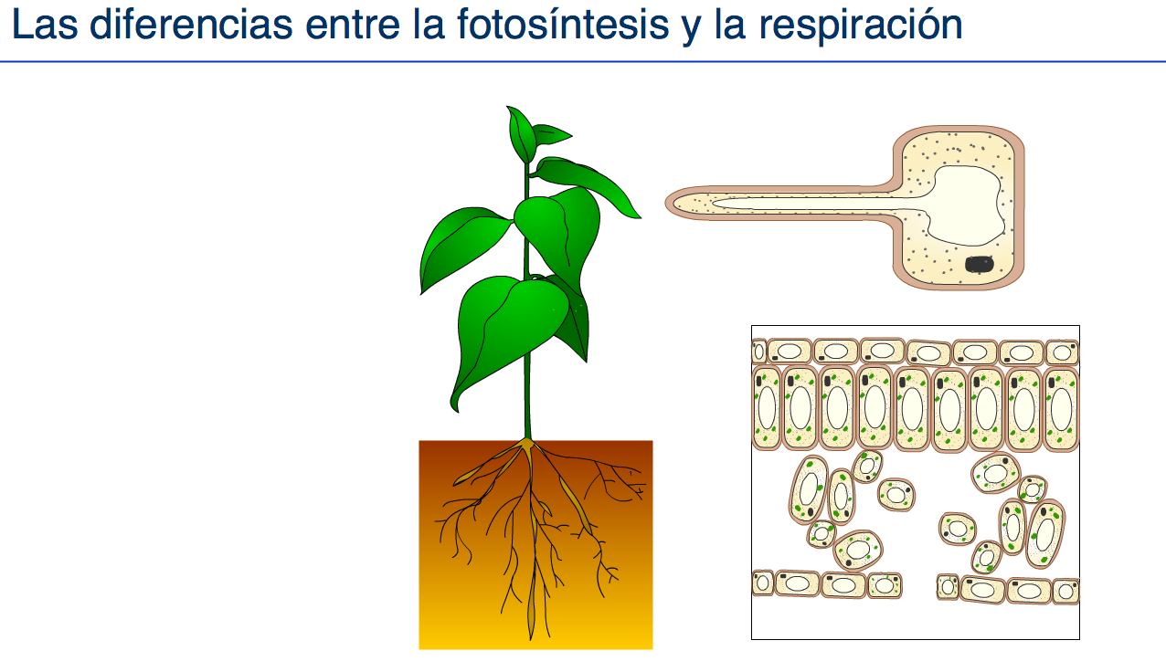 http://www.wikisaber.es/Contenidos/LObjects/photosynthesis_respiration/index.html