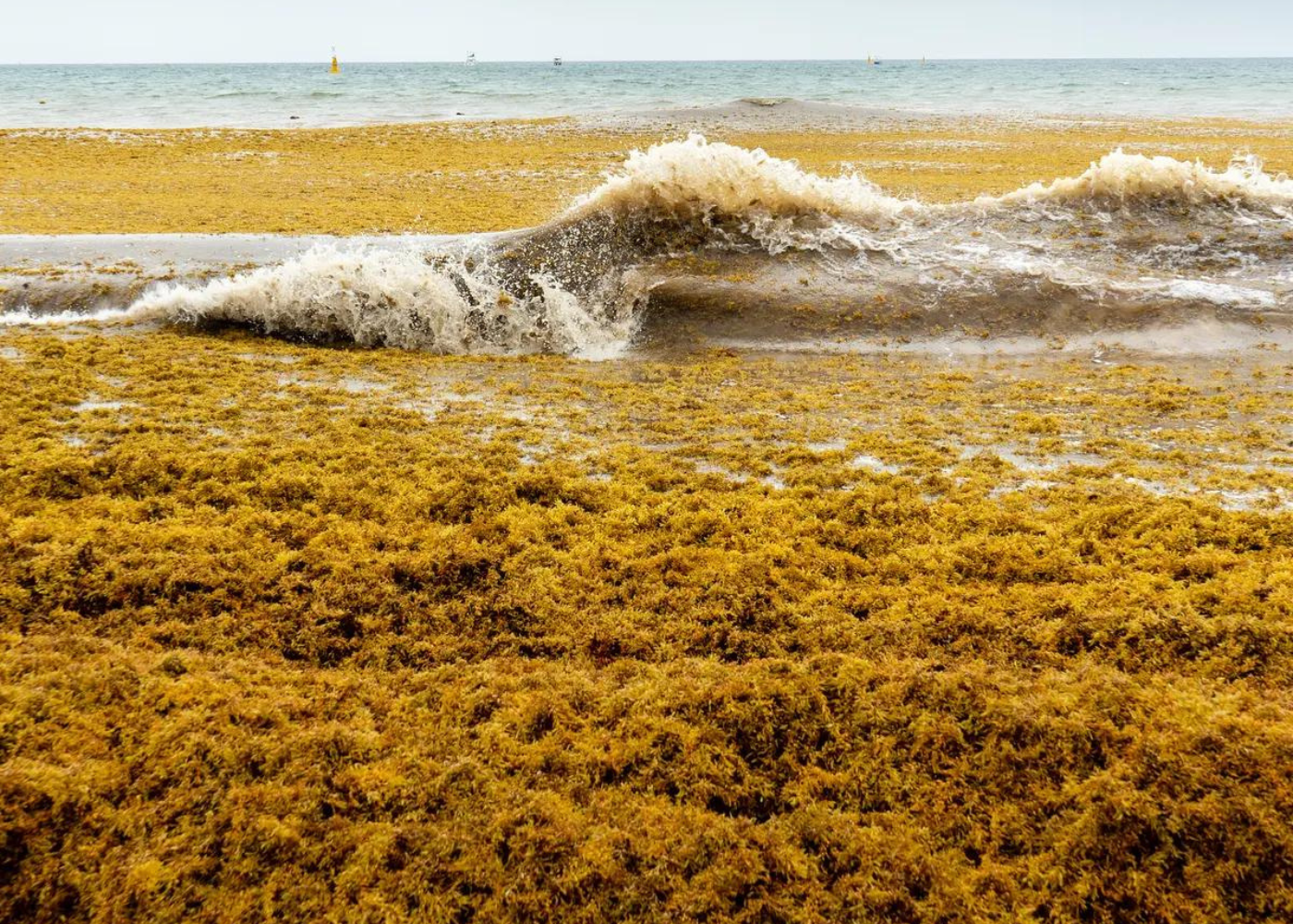 Floração gigante de sargaço flutua em direção a costa da Flórida