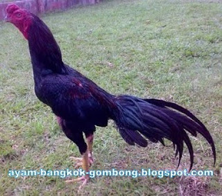 Ayam Bangkok Gombong