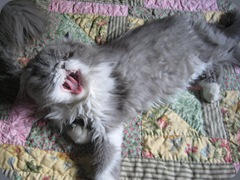 Azure Yawn