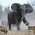 Ο Ελέφαντας και οι ύαινες