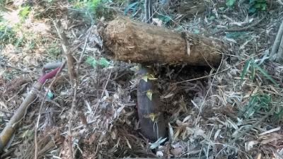 タケノコが枯れ木を持ち上げています