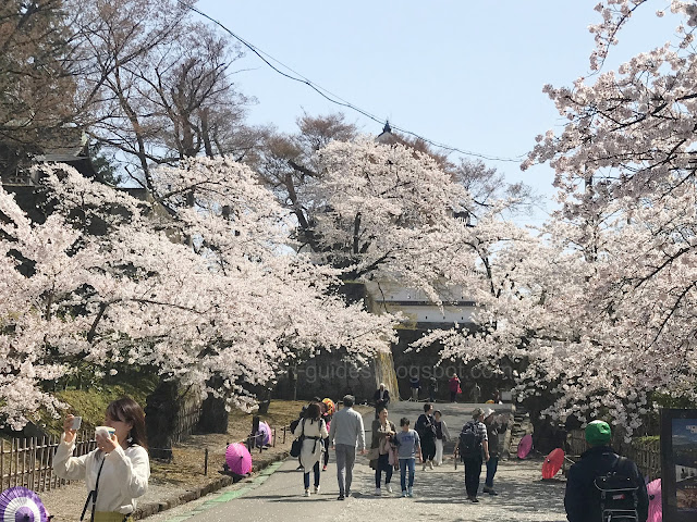 Tsuruga Castle Sakura