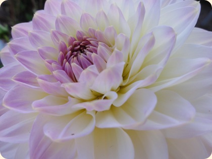 Dahlia x hortensis