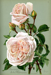 Souvenir de la Malmaison, Burbon Rose, ill. Herman Friese