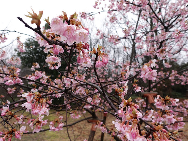 鳥取県西伯郡伯耆町丸山　伯耆町交流の森の河津桜