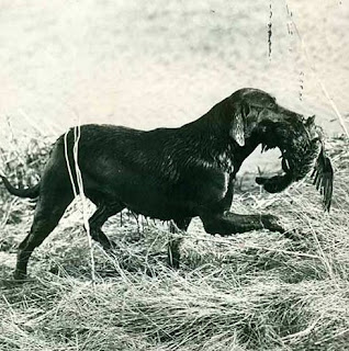 Labrador Retriever berburu