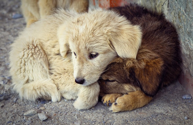 The effects of abuse on dogs, illustrated by two sad puppies cuddled up together on the street
