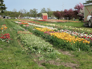 Veldheer Tulip Gardens