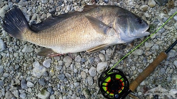 freshwater drum