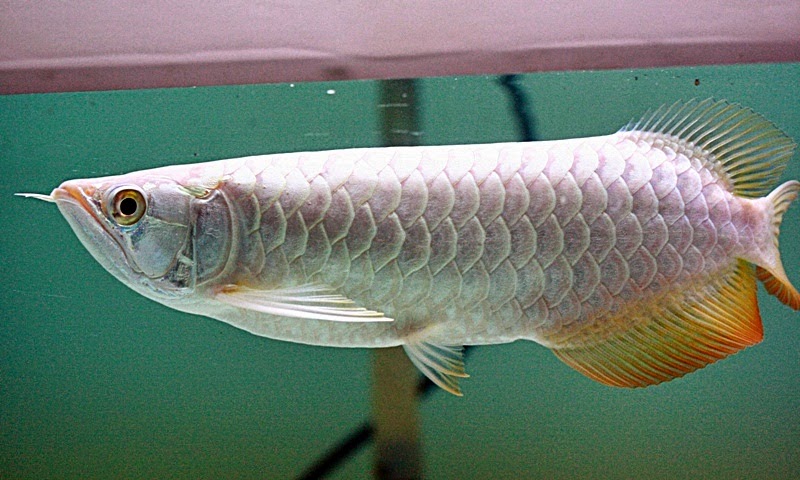 Ikan Arwana Platinum  Silver Termahal Di Dunia Ikan Hias