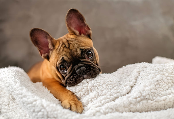 bulldog-puppy-cute-dog-photography-10