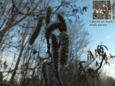 Catkins on trembling aspen