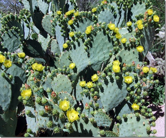 Blooming prickly pear 4-15-2013 10-28-57 AM 3177x2652
