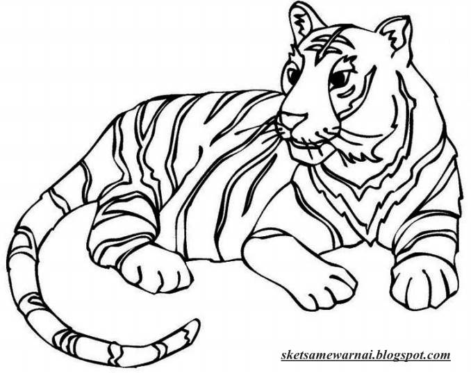  Gambar  Mewarnai  Hewan Macan