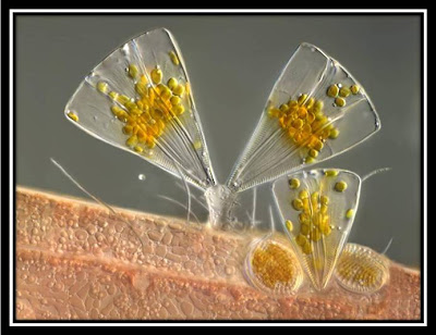 Olympus BioScapes competition: Diatoms