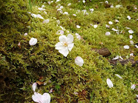 苔に桜が一輪、散る