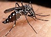Umarizal na lista dos municípios com alta incidência de dengue no Rio Grande do Norte