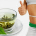Why green tea help you loose weight?